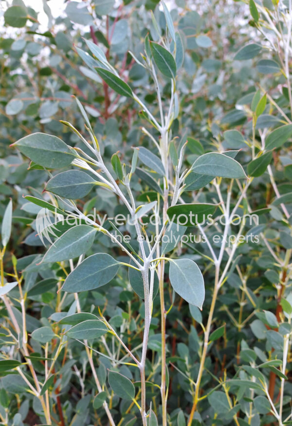 Snow Gums Eucalyptus Pauciflora Hardy Eucalyptus