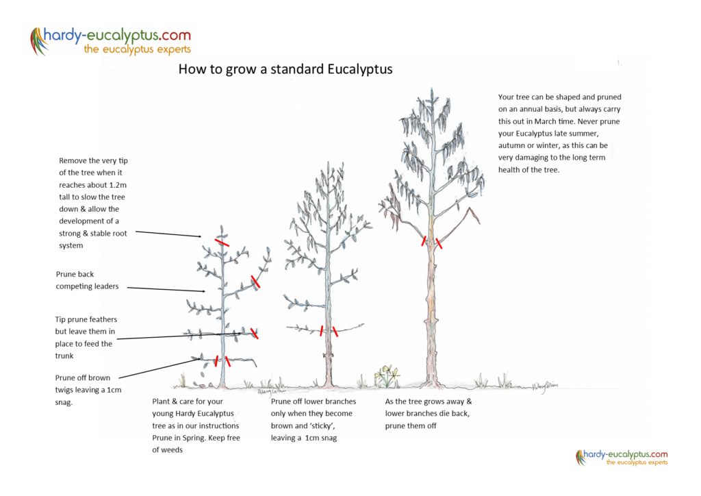 Pruning Guides For Eucalyptus Hardy Eucalyptus