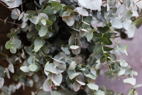 Preserved Teardrop Eucalyptus, Small Leaf Greenery, Eucalyptus for  Bouquets, Eucalyptus for Vase, Greenery for Bouquets, Dried Eucalyptus 