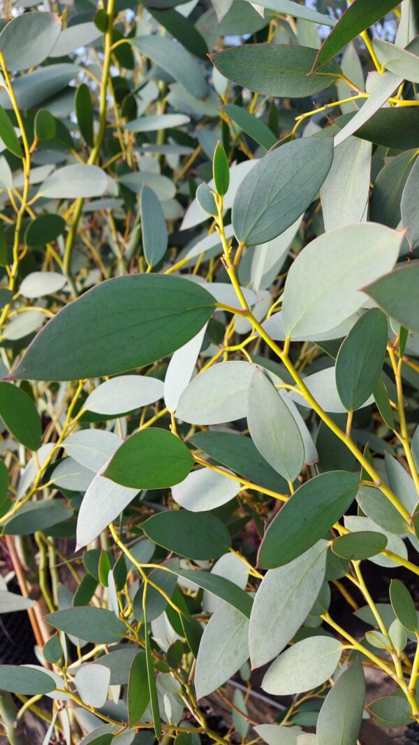 Eucalyptus gunnii 'Silverana' - Silver Cider Gum. 1 of our beautiful 7 ...