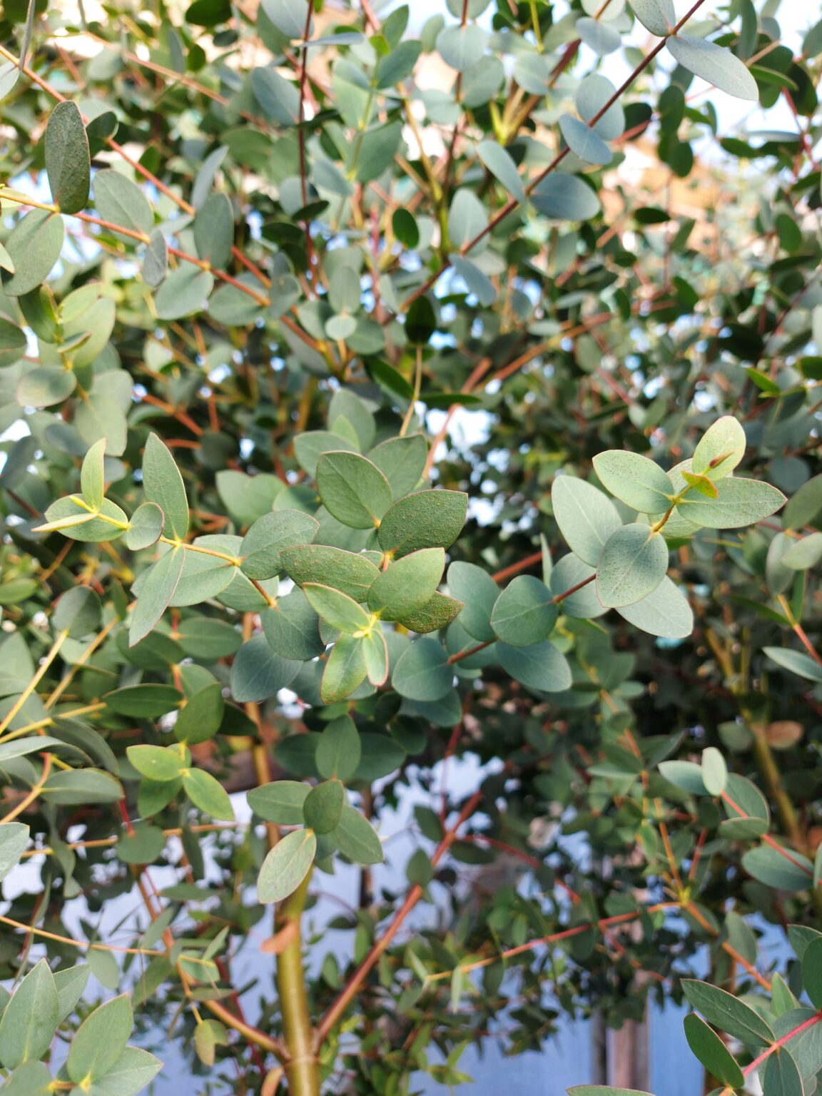 Eucalyptus parvula - Small Leaved Kybean Gum - Hardy Eucalyptus