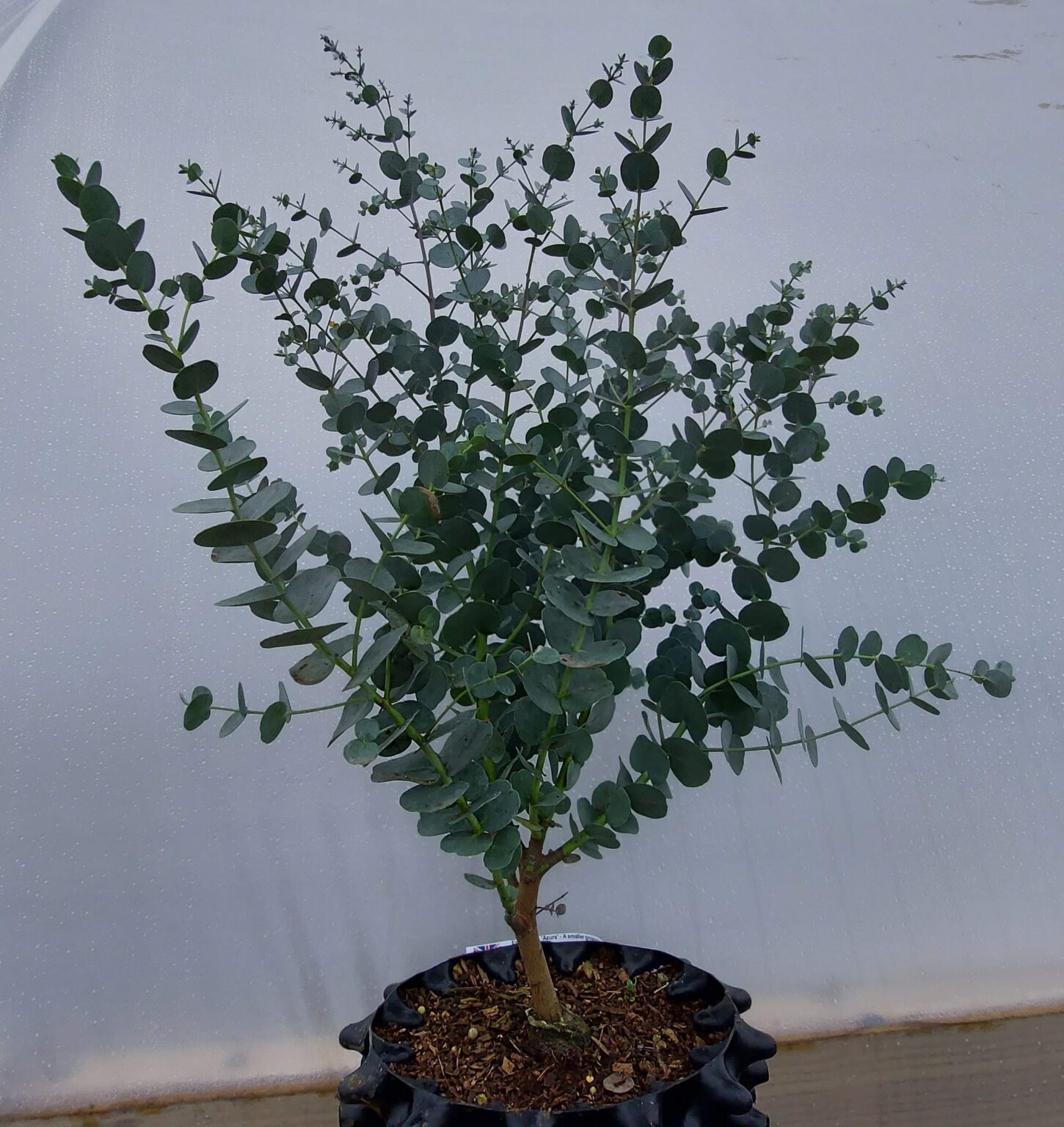 Eucalyptus Gunnii Azura Dwarf Cider Gum 1 Of Our Favourites Hardy Eucalyptus