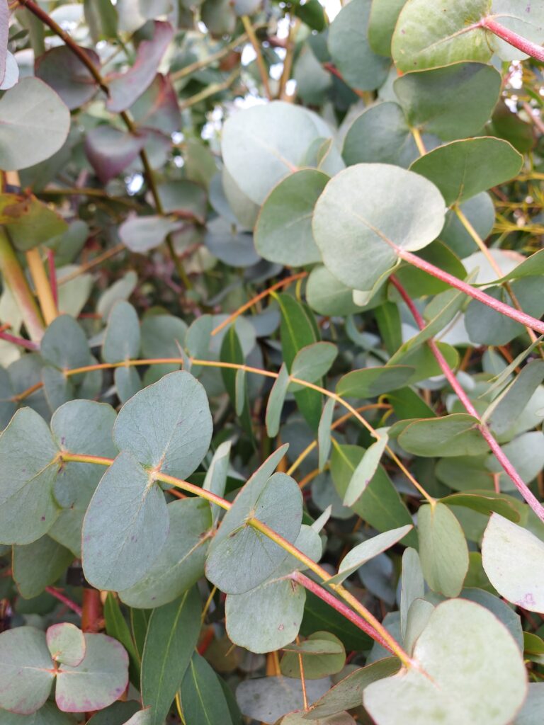 Eucalyptus cinerea - Silver Dollar - Hardy Eucalyptus