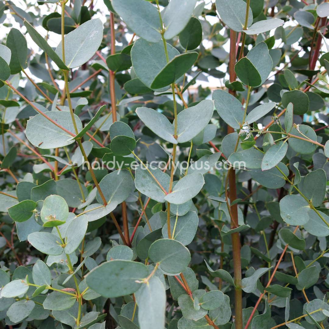Eucalyptus gunnii (Cider Gum)