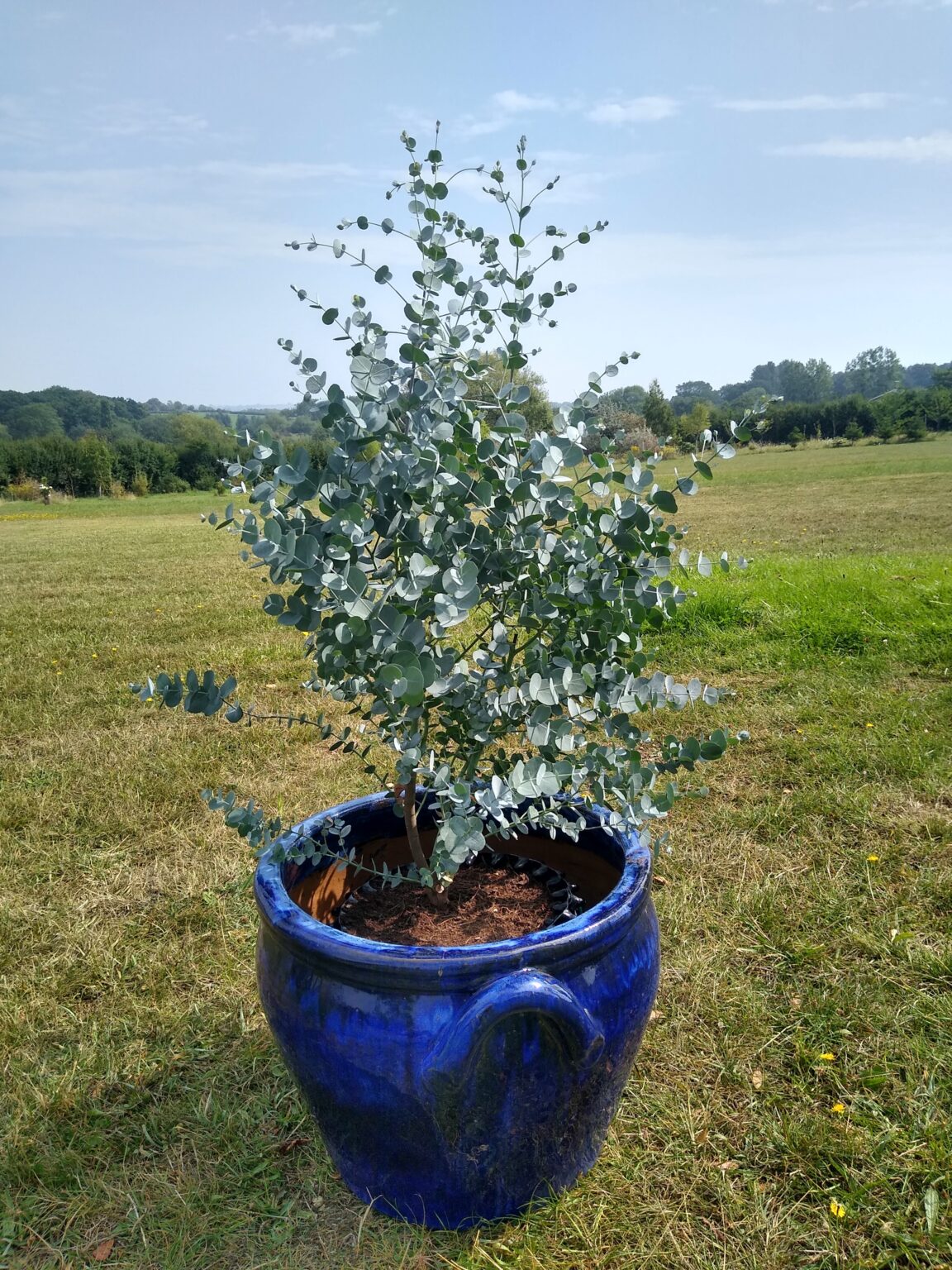 Eucalyptus Gunnii Azura Dwarf Cider Gum Of Our Favourites