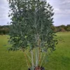 Eucalyptus Mount Bogong