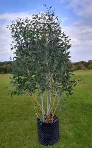 Eucalyptus Mount Bogong