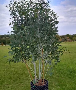 Eucalyptus Mount Bogong