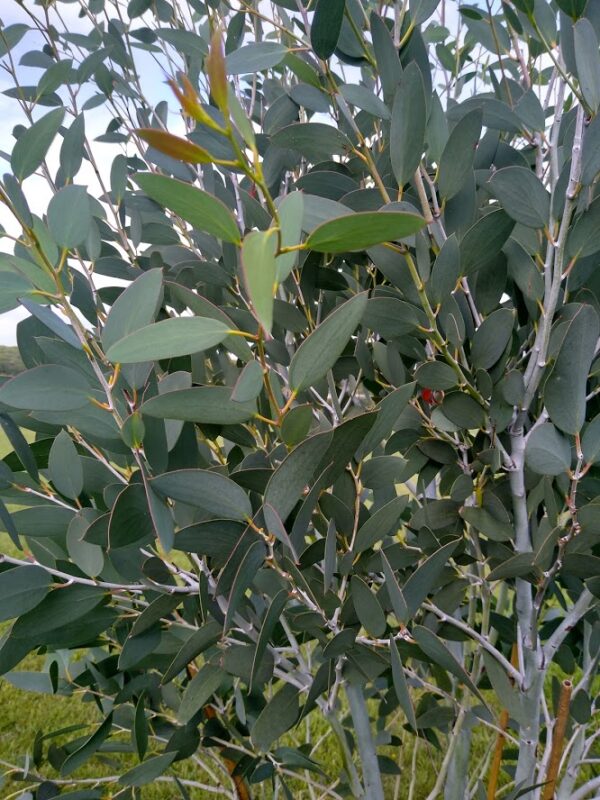 Eucalyptus Pauciflora Ssp Pauciflora Mount Buffalo Mt Buffalo Snow