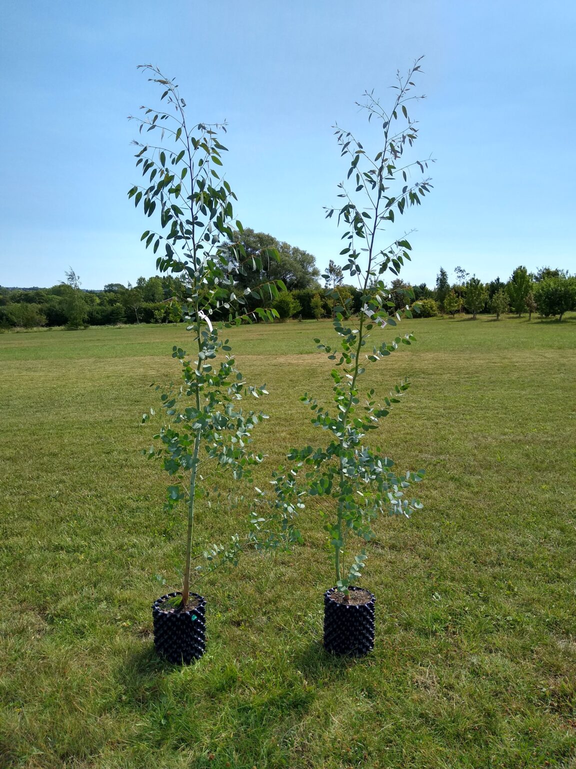 Eucalyptus Gunnii Silverana Silver Cider Gum Of Our Beautiful Dwarf Evergreen Trees