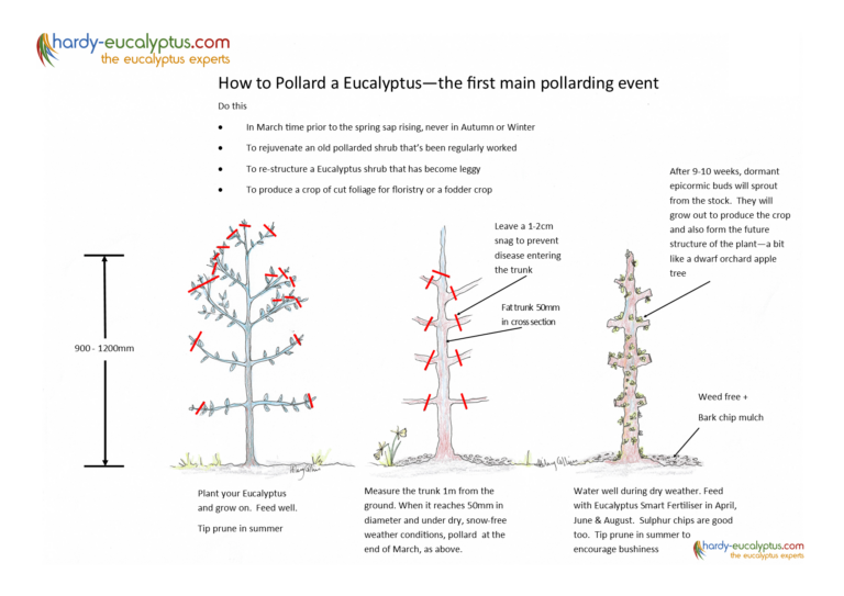 Pruning Guides For Eucalyptus Hardy Eucalyptus   Pollarding Eucalyptus V2 768x543 