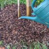 Deep bark mulch surrounds a tree receiving 15 litres of water