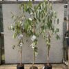 Eucalyptus pauciflora subsp. pauciflora 'Adaminiby'