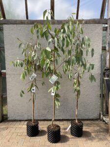 Eucalyptus pauciflora subsp. pauciflora 'Adaminiby'