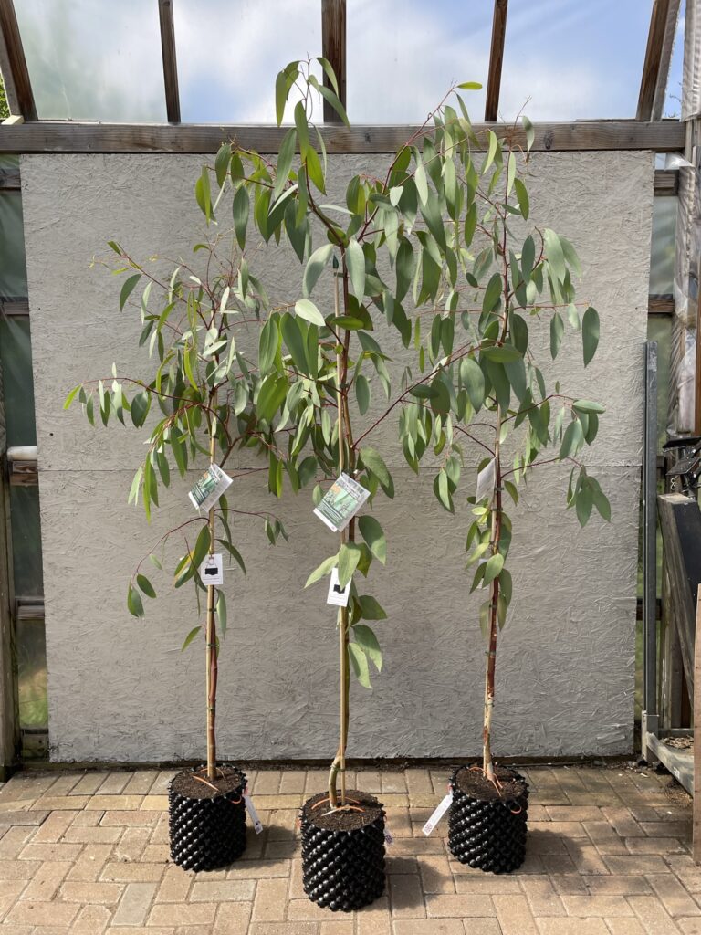 Eucalyptus pauciflora subsp. pauciflora 'Adaminiby'