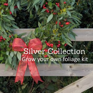 Eucalyptus Foliage Silver Offer