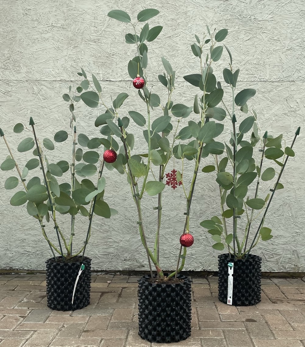 Air-Pot Kits - Hardy Eucalyptus