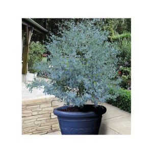 Eucalyptus x gunnii 'France Bleu'