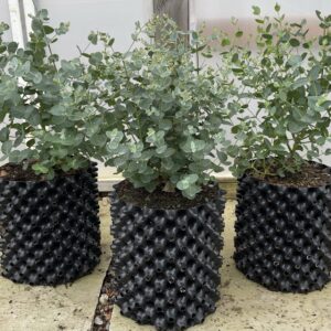 Eucalyptus 5 litre Twin Pack Deal