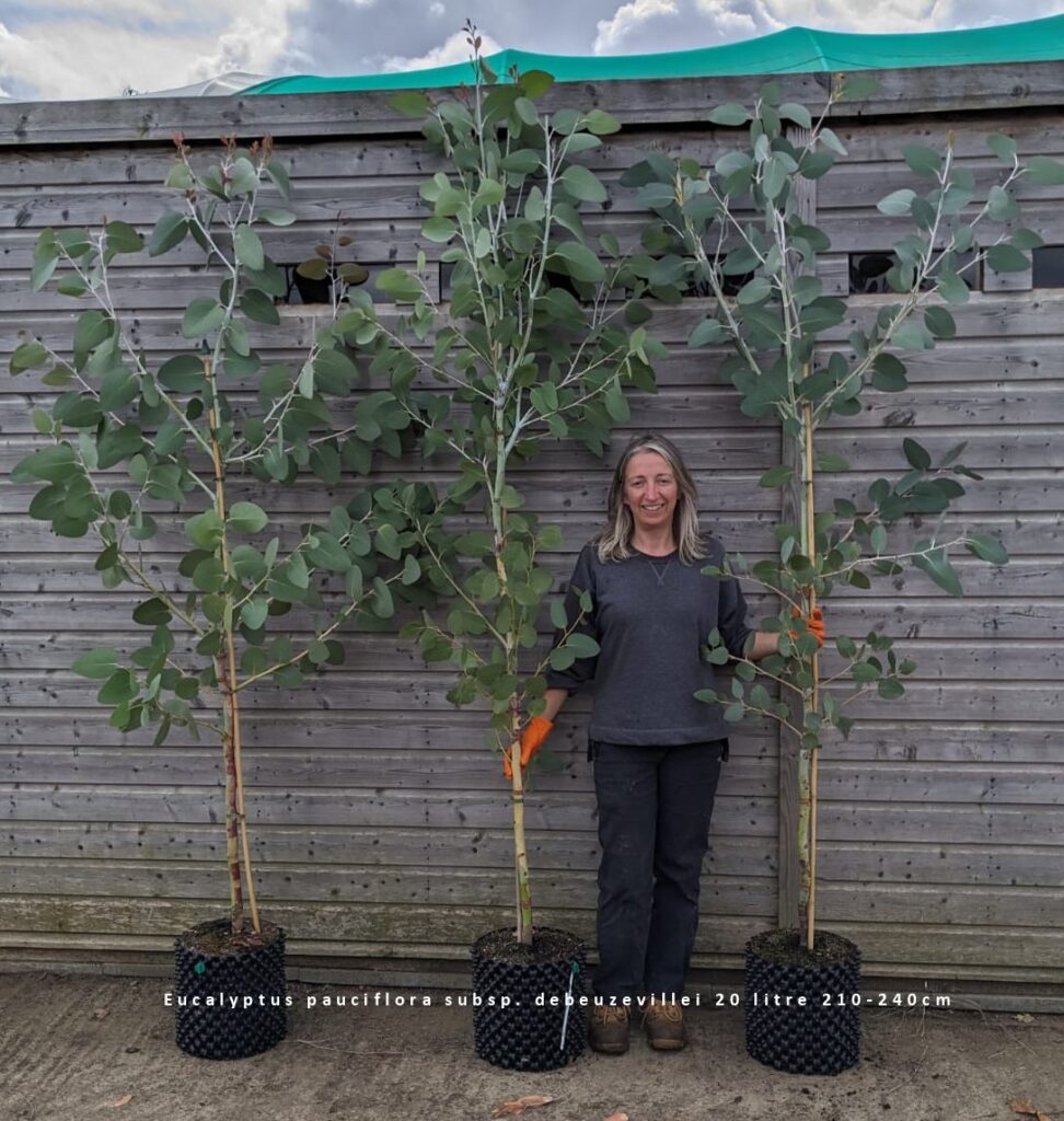 Eucalyptus debeuzevillei