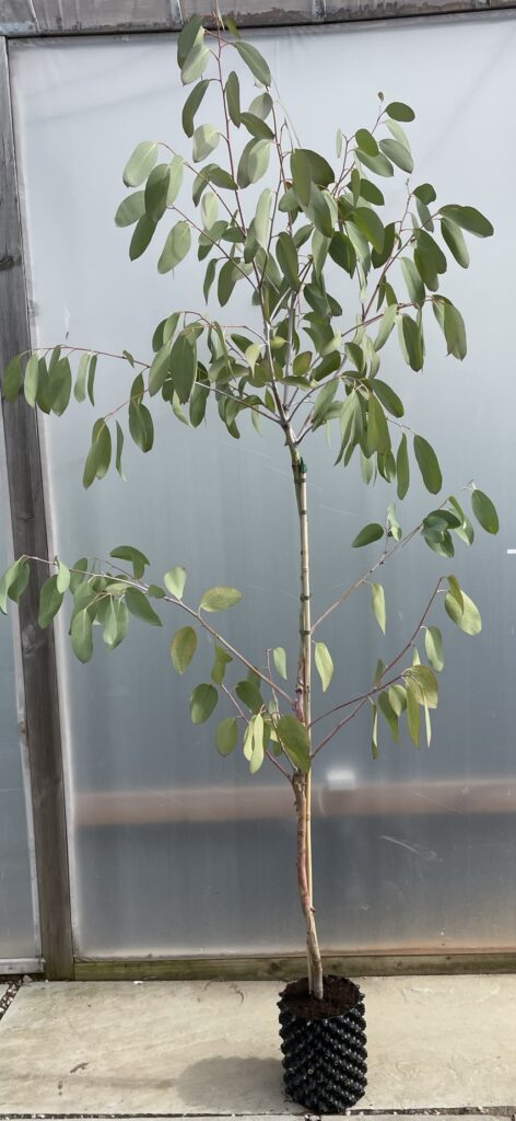 Eucalyptus debeuzevillei