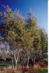 Eucalyptus mitchelliana