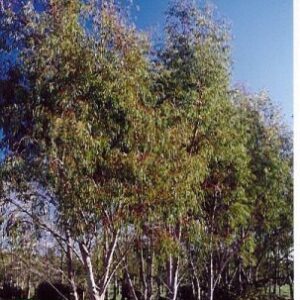 Eucalyptus mitchelliana