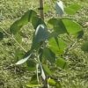 Eucalyptus hedraia 'Falls Creek'