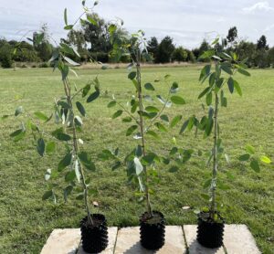 Eucalyptus hedraia 'Falls Creek'