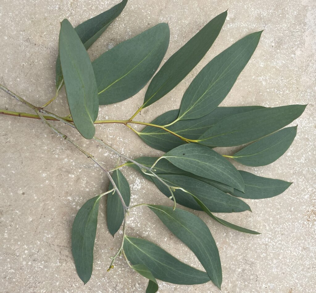 Eucalyptus hedraia 'Falls Creek'