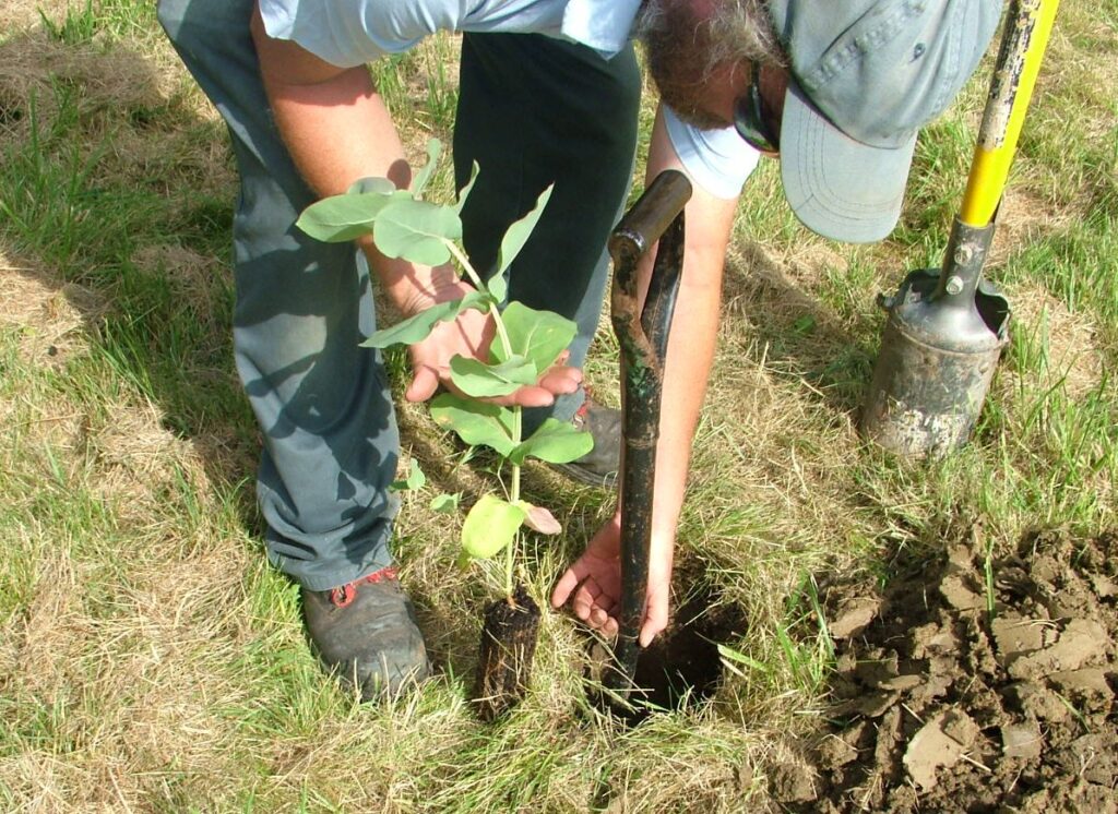 Eucalyptus nitens