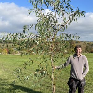 Eucalyptus gregsoniana