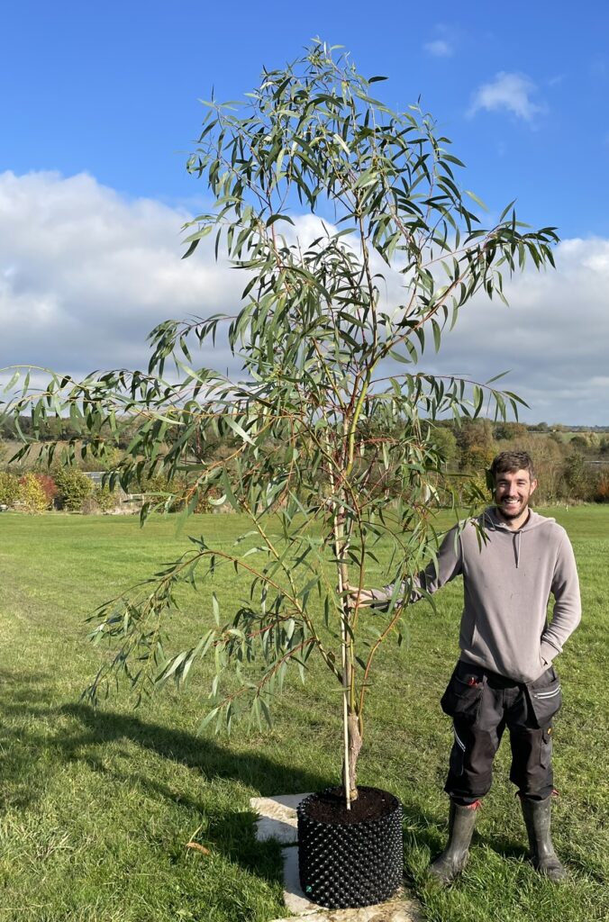 Eucalyptus gregsoniana