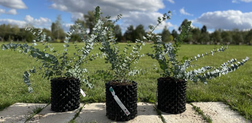 Eucalyptus pulverulenta 'Baby Blue'