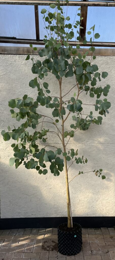 Eucalyptus camphora