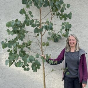 Eucalyptus camphora