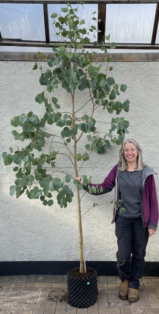 Eucalyptus camphora