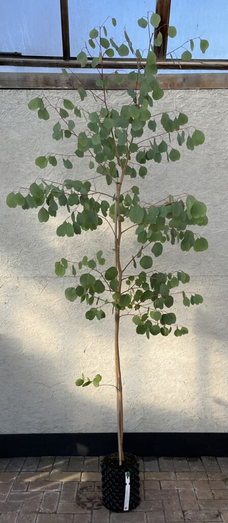 Eucalyptus camphora