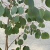 Eucalyptus camphora