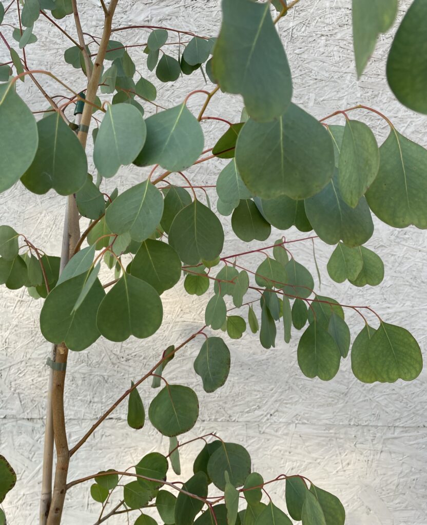 Eucalyptus camphora