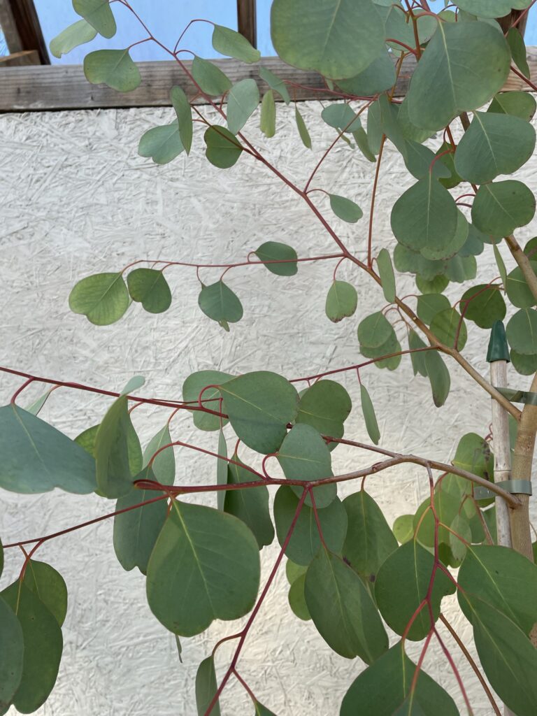 Eucalyptus camphora