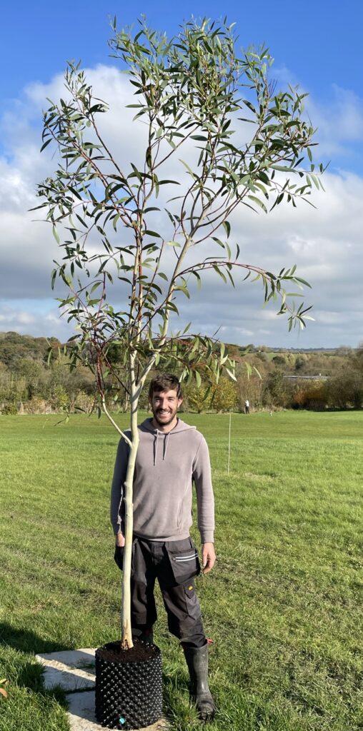 Eucalyptus gregsoniana