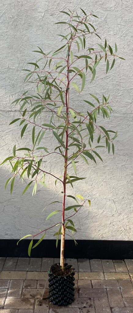 Eucalyptus gregsoniana