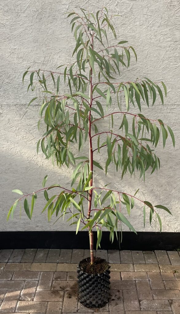 Eucalyptus gregsoniana