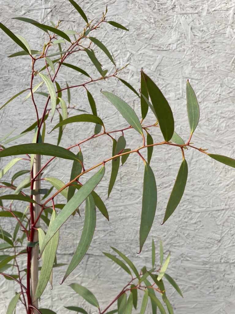 Eucalyptus gregsoniana