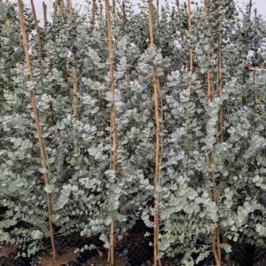 Eucalyptus gunnii 'Azura'