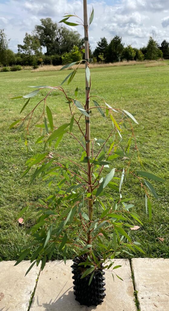 Eucalyptus mitchelliana