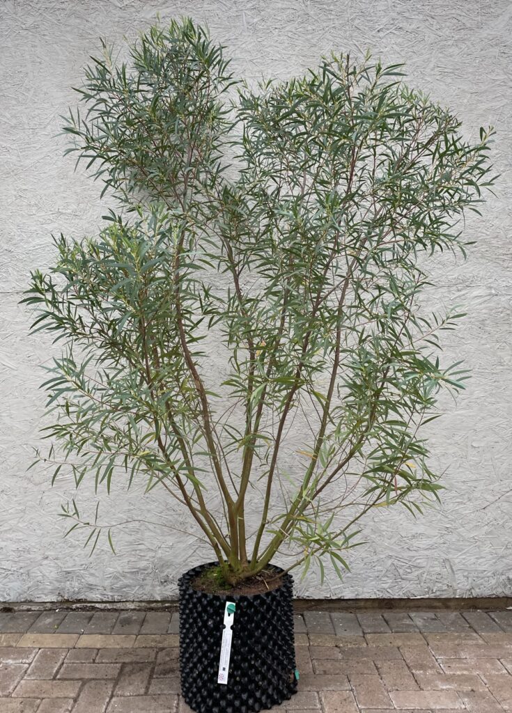 Eucalyptus moorei