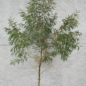 Eucalyptus moorei