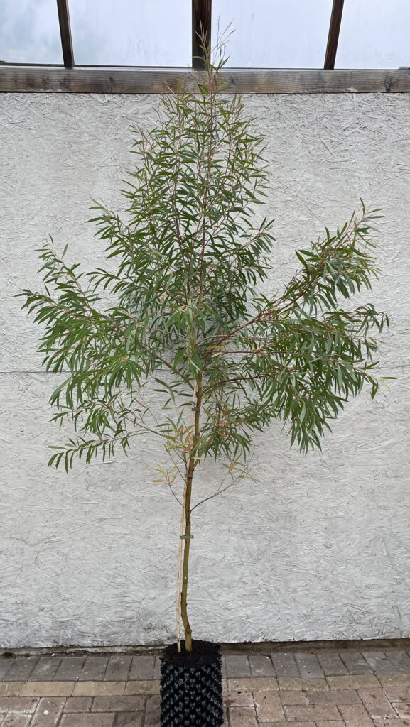 Eucalyptus moorei